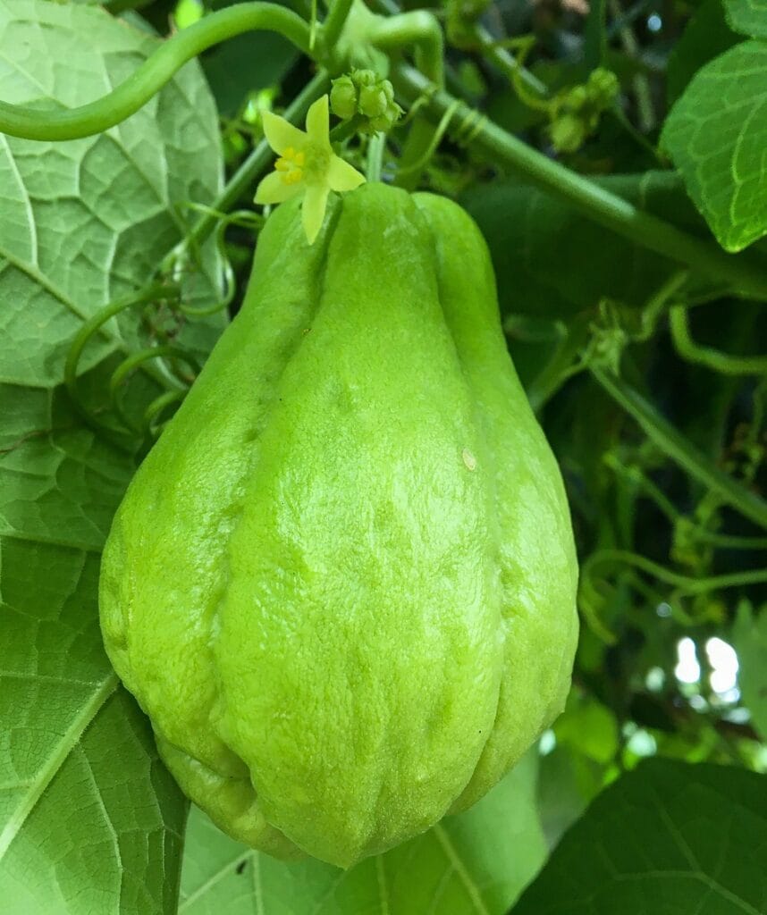 Imagen real de un chayote